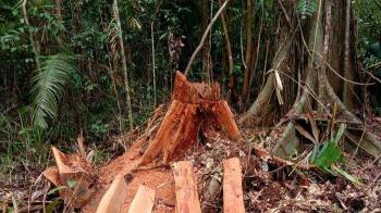 Gakkum LHK Sita Kayu Pembalakan Liar di Siak